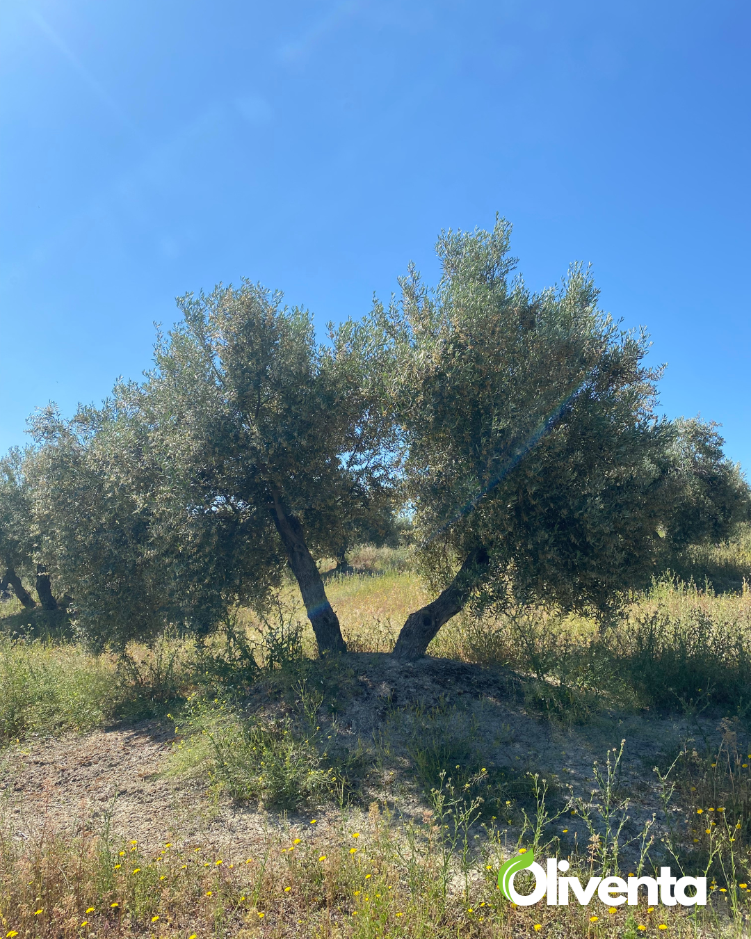 Olivar llano en producción a un paso de Jaén capital – 166 olivos con subvención activa