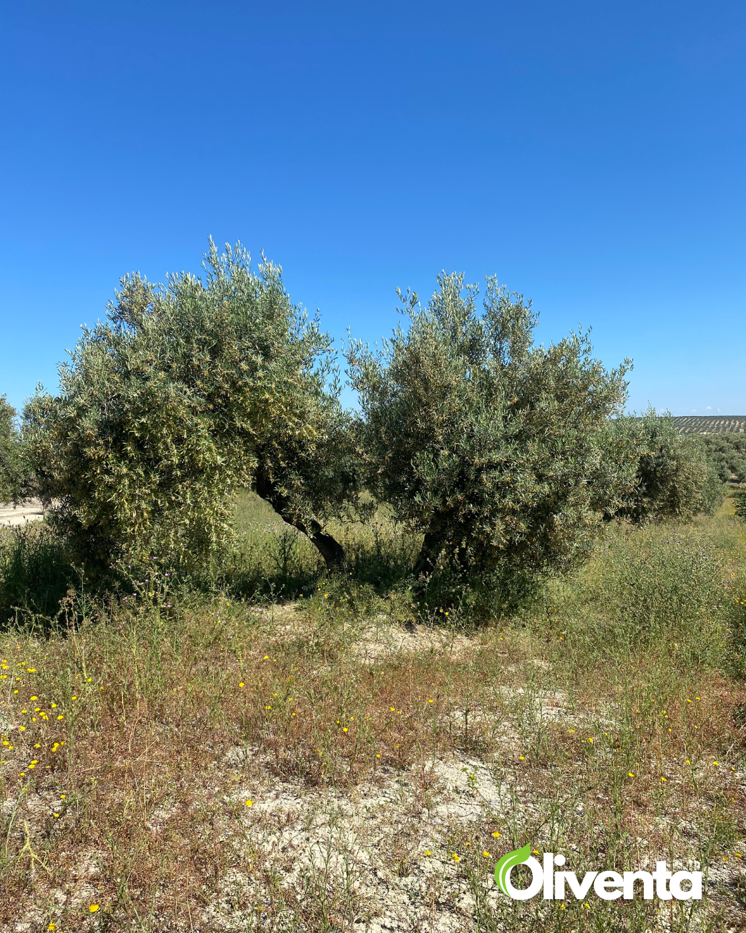 Olivar llano en producción a un paso de Jaén capital – 166 olivos con subvención activa