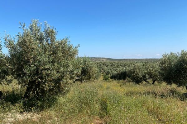 Olivar llano en producción a un paso de Jaén capital – 1...