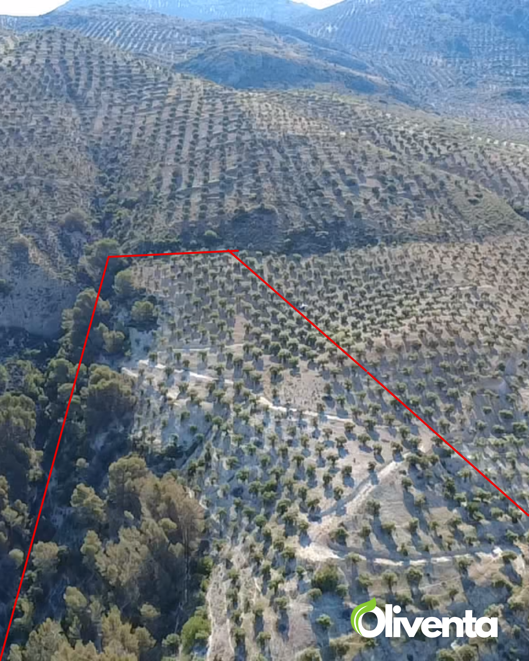 Olivar con 400 olivos en Pegalajar – Buen acceso, tierra fértil y posibilidad de subvención