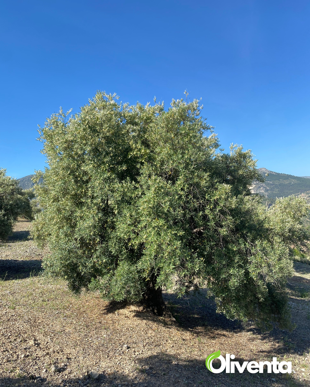 Olivar con 400 olivos en Pegalajar – Buen acceso, tierra fértil y posibilidad de subvención