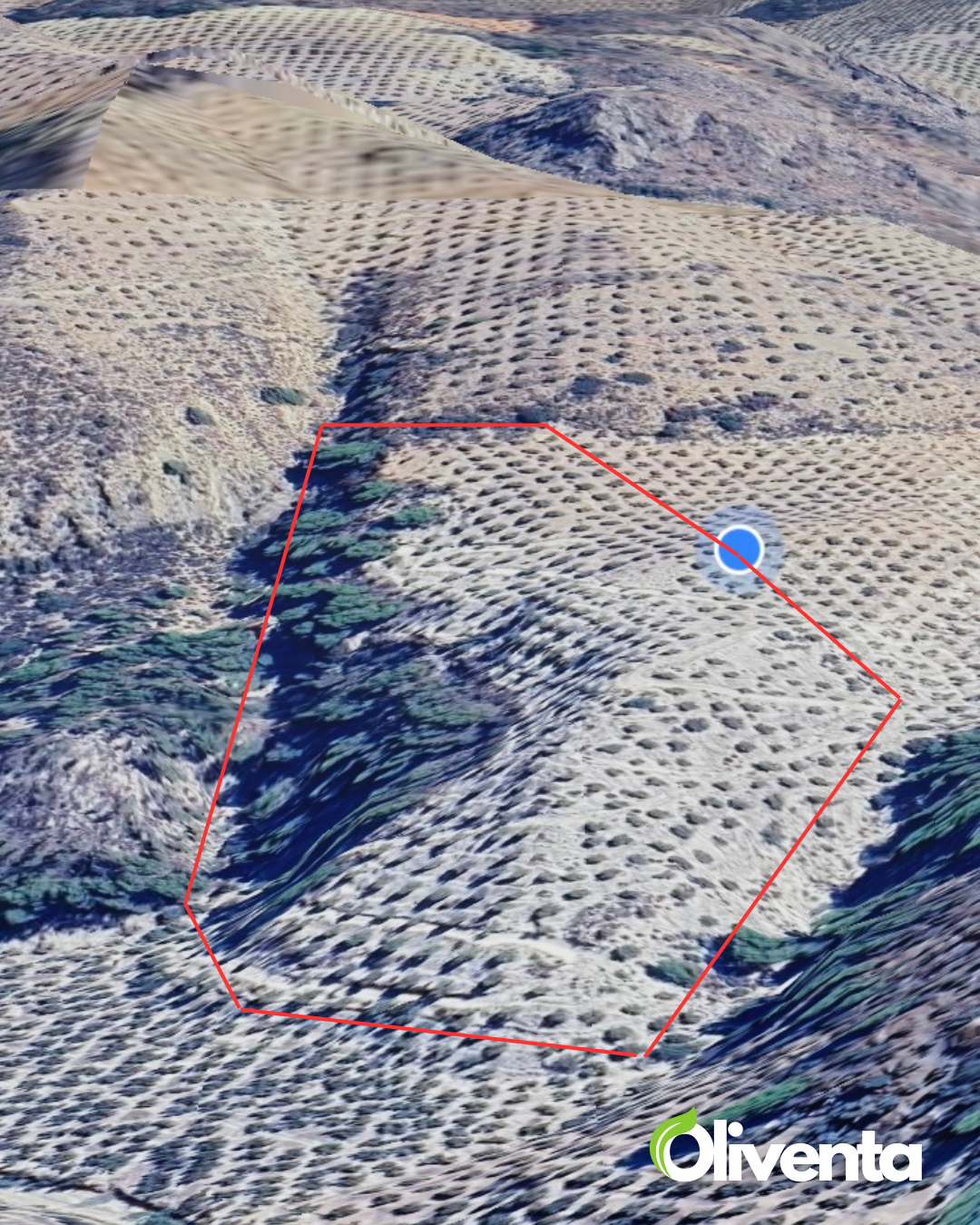 Olivar con 400 olivos en Pegalajar – Buen acceso, tierra fértil y posibilidad de subvención