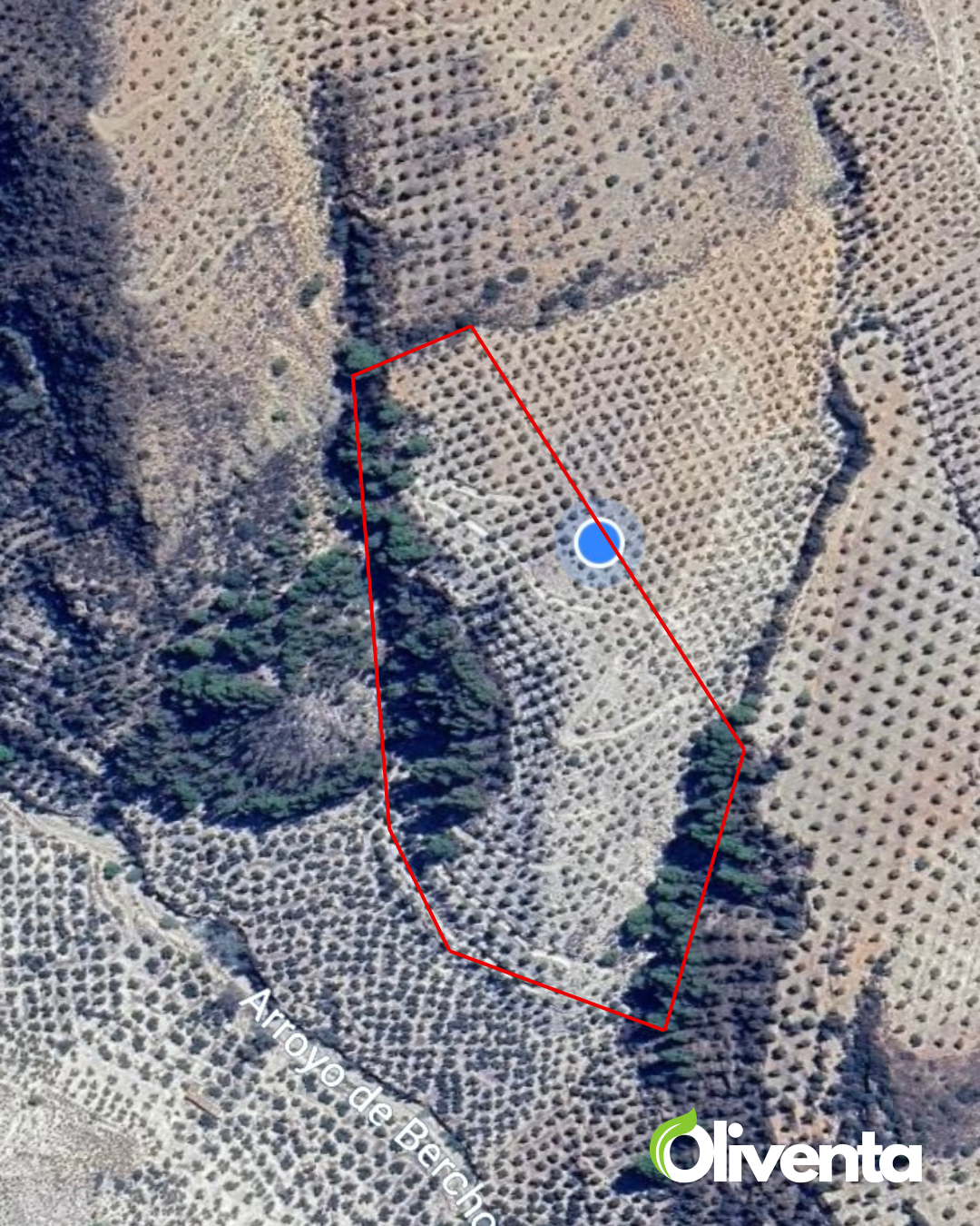 Olivar con 400 olivos en Pegalajar – Buen acceso, tierra fértil y posibilidad de subvención
