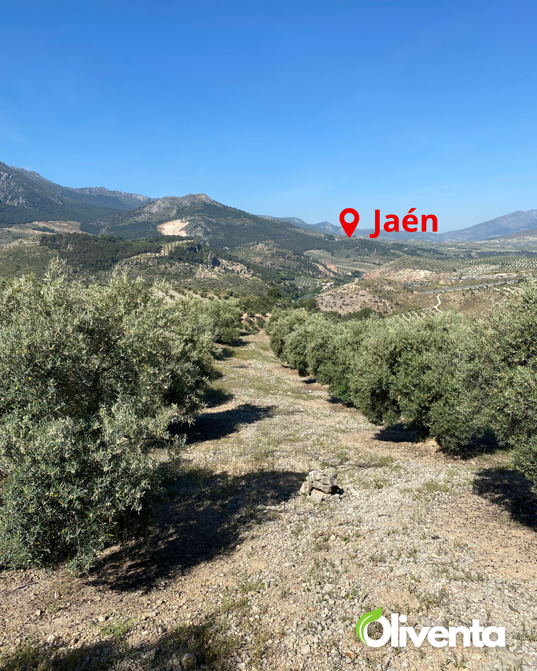 Olivar con 400 olivos en Pegalajar – Buen acceso, tierra fértil y posibilidad de subvención