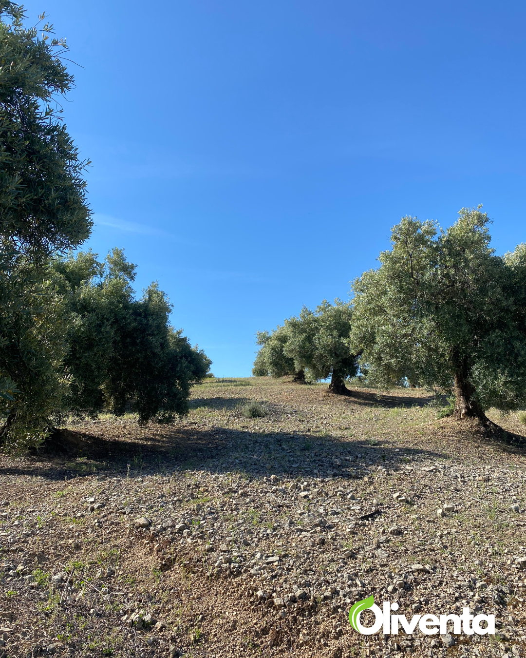 Olivar con 400 olivos en Pegalajar – Buen acceso, tierra fértil y posibilidad de subvención