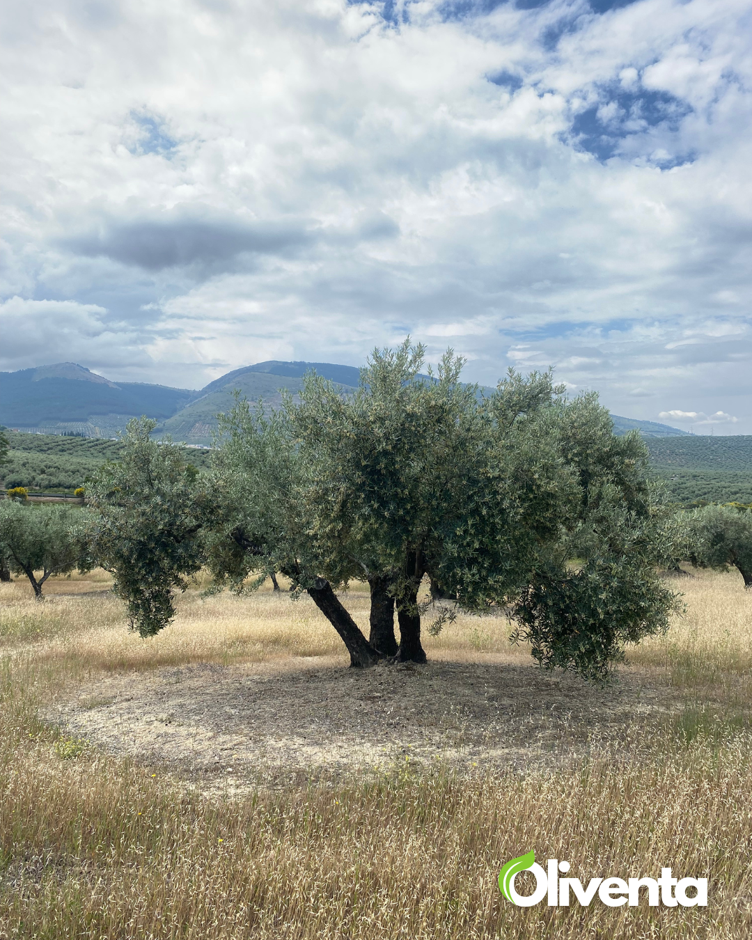 Olivar de 21.000 m² con 195 olivos y subvención en Torredonjimeno