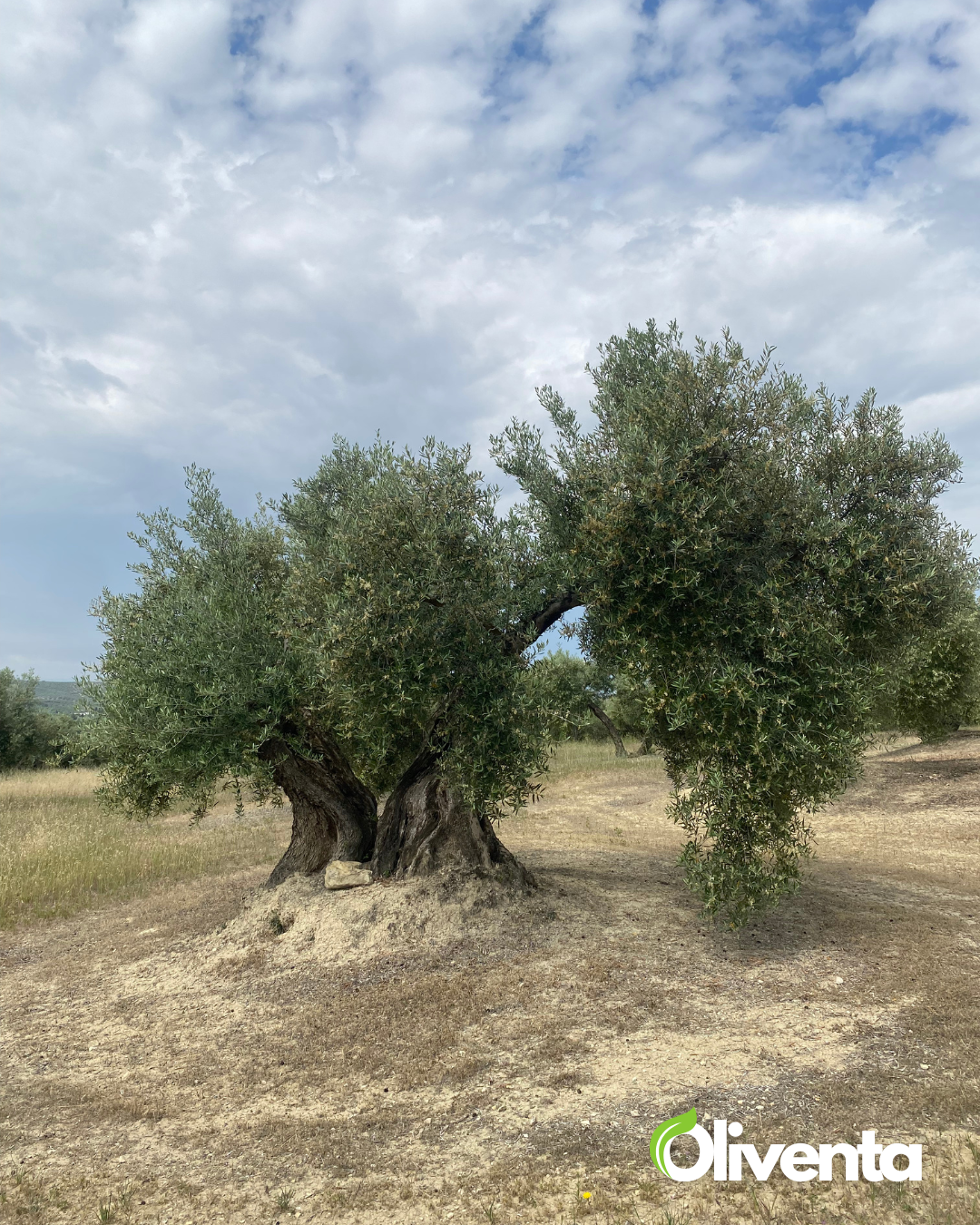 Olivar de 21.000 m² con 195 olivos y subvención en Torredonjimeno