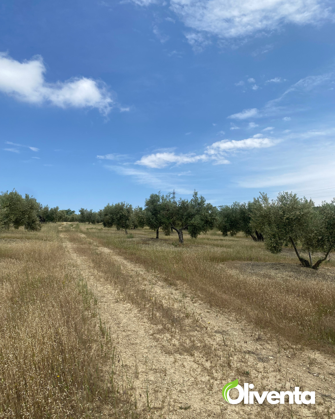 Olivar de 21.000 m² con 195 olivos y subvención en Torredonjimeno