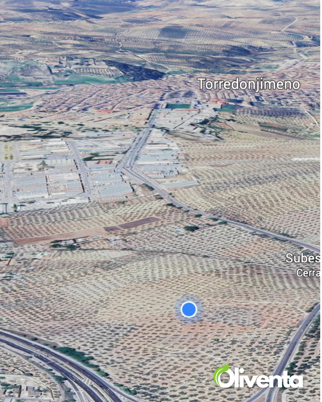 Olivar de 21.000 m² con 195 olivos y subvención en Torredonjimeno