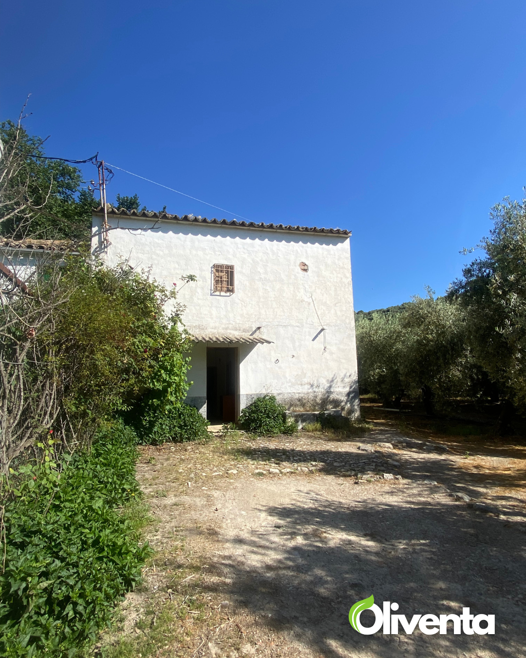 Dos olivares únicos con casa y pozo a 2min de Jaén capital ( Subvención de 2500€ )