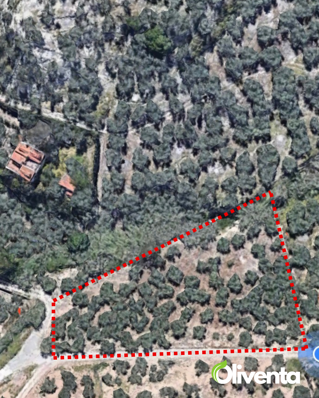 Dos olivares únicos con casa y pozo a 2min de Jaén capital ( Subvención de 2500€ )