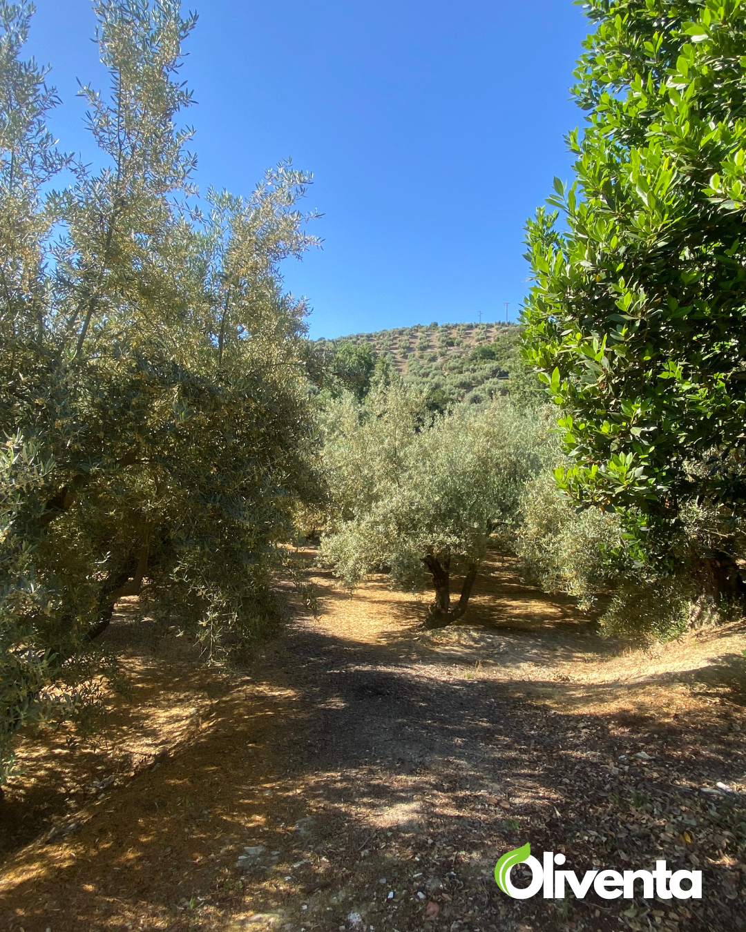 Dos olivares únicos con casa y pozo a 2min de Jaén capital ( Subvención de 2500€ )