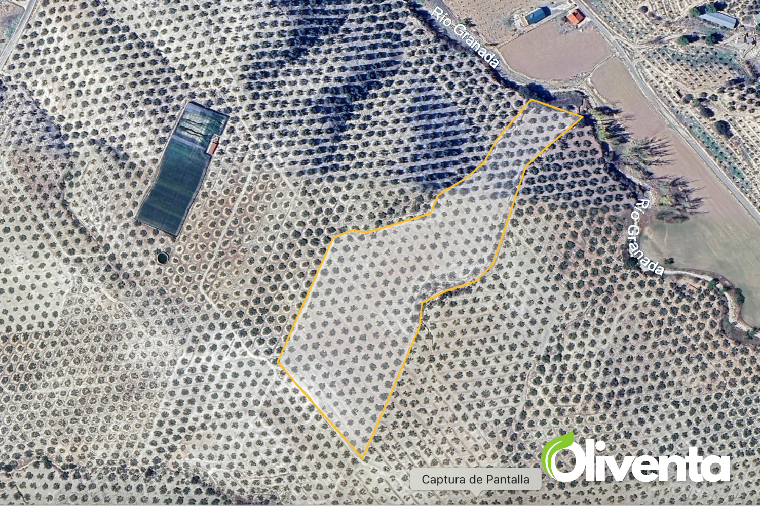 ¡Gran oportunidad, OLIVAR en Jayena (Granada)!