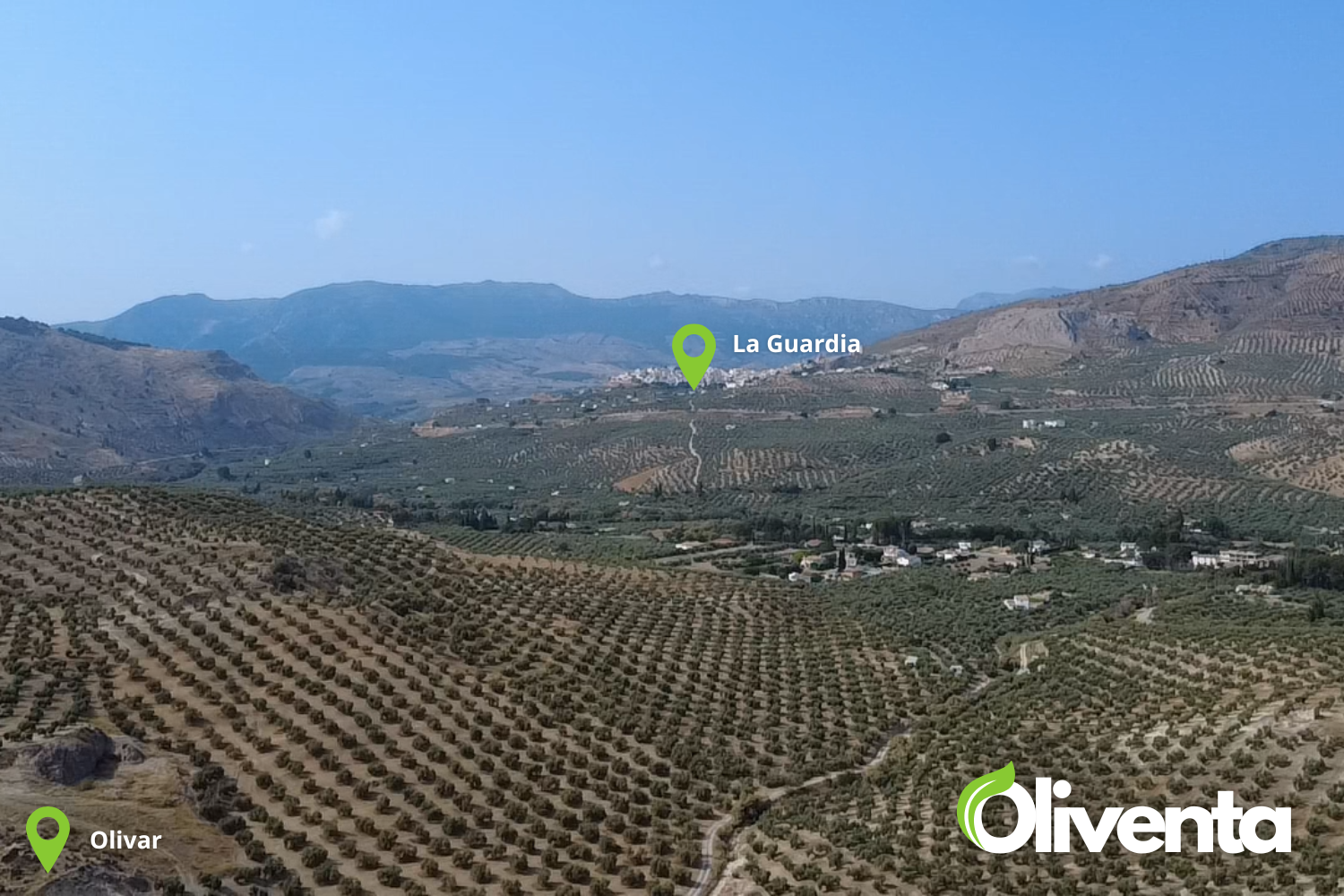 Olivar de regadío en Jaén, La Guardia, Con subvención