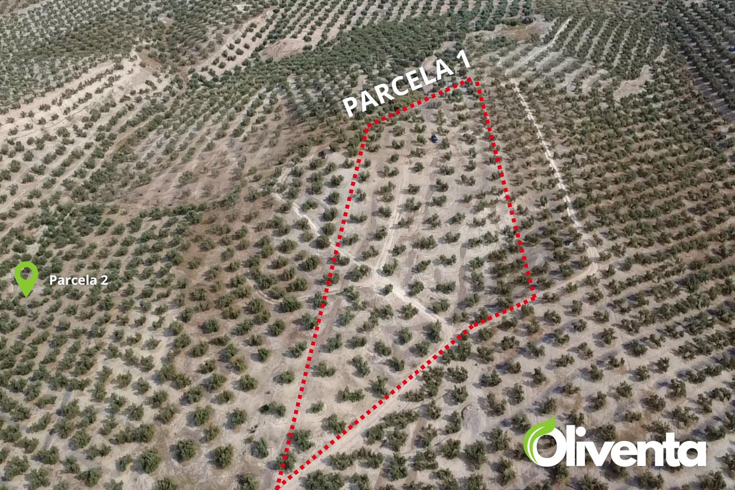Olivar de regadío en Jaén, La Guardia, Con subvención