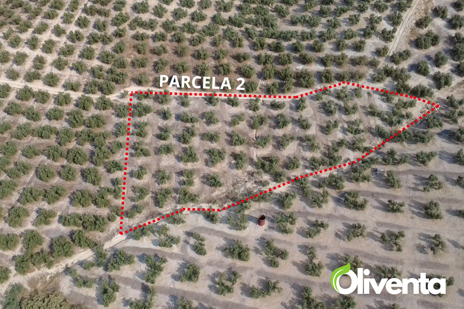 Olivar de regadío en Jaén, La Guardia, Con subvención