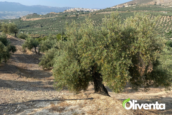 Olivar de regadío en Jaén, La Guardia, Con subvención