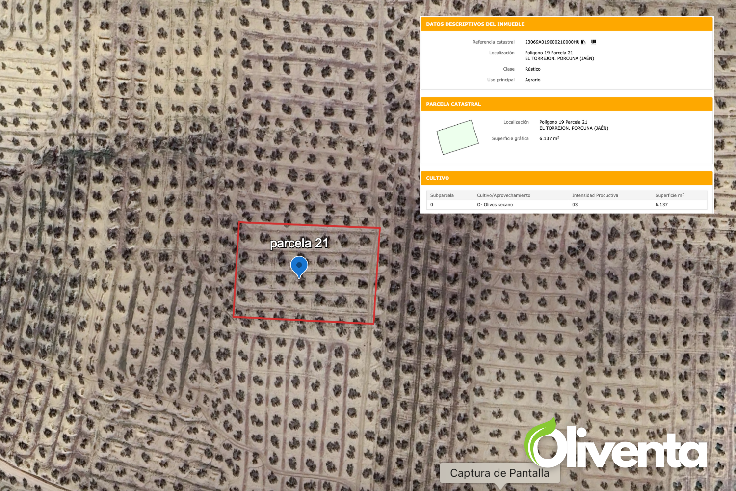 Olivar en Porcuna. Venta de 5  olivares.