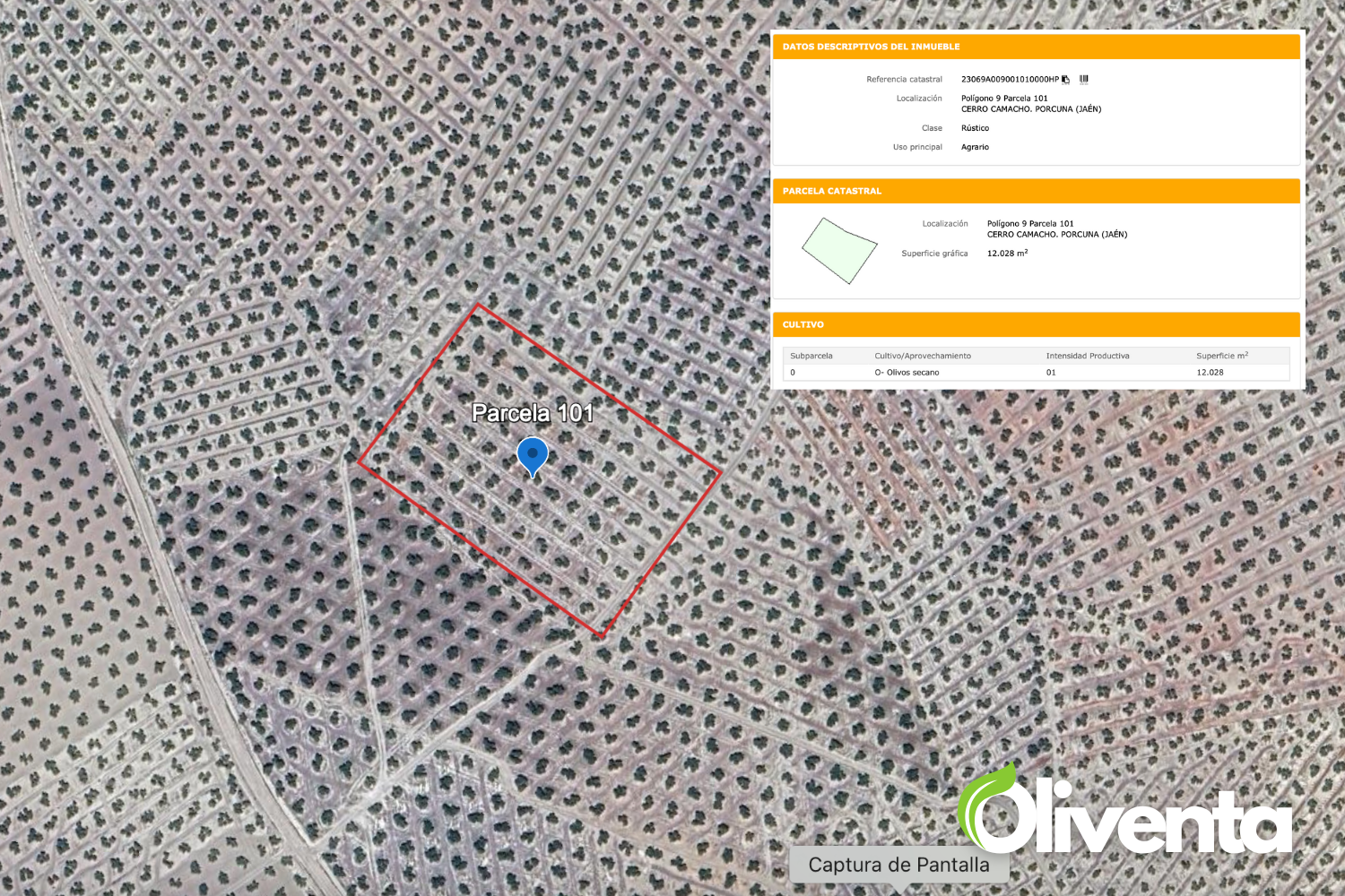 Olivar en Porcuna. Venta de 5  olivares.