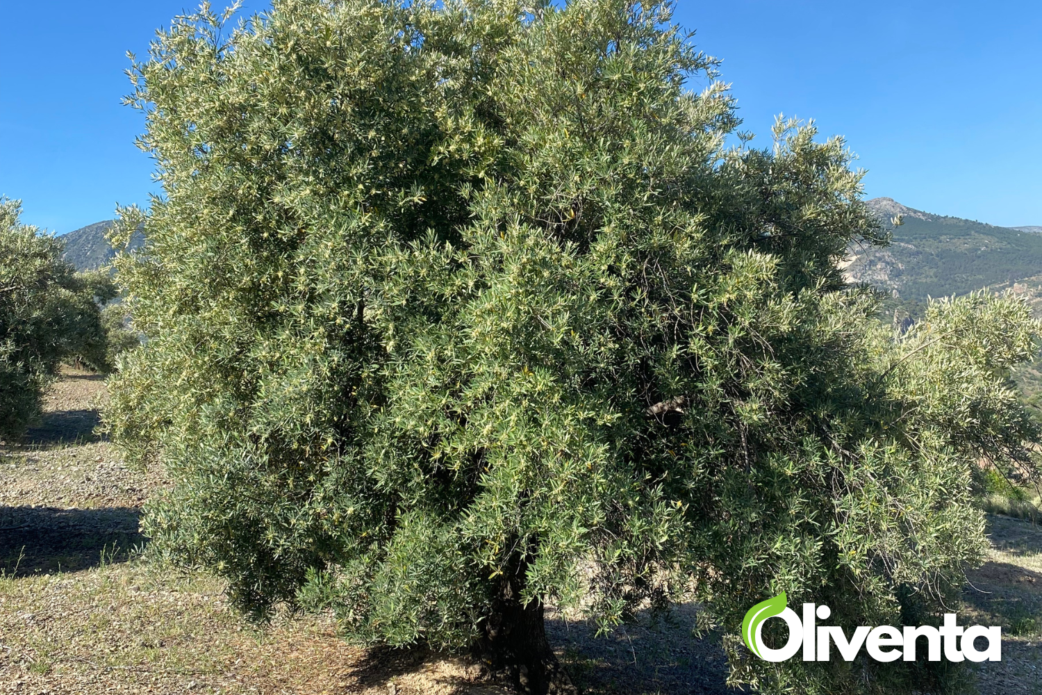 Olivar en Porcuna. Venta de 5  olivares.