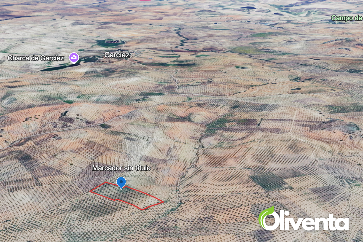 Olivar centenario en venta en Torredelcampo (Jaén) – Zona Garniel- 200 olivos