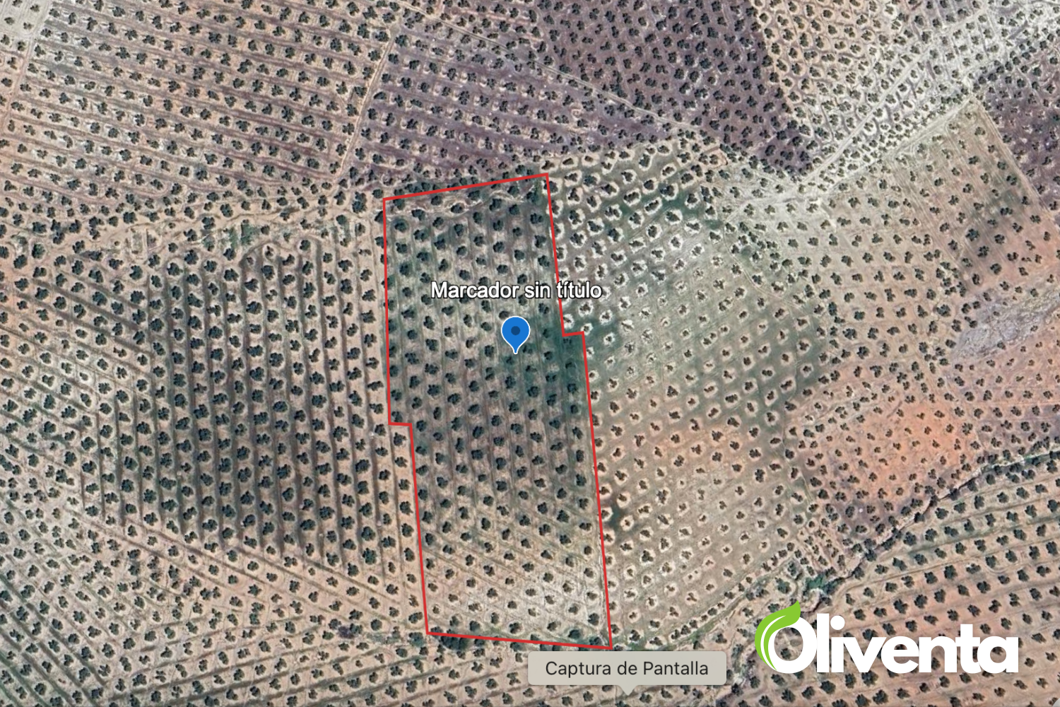 Olivar centenario en venta en Torredelcampo (Jaén) – Zona Garniel- 200 olivos