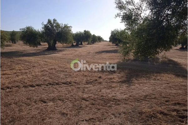 Olivar centenario en venta en Torredelcampo (Jaén) – Zon...