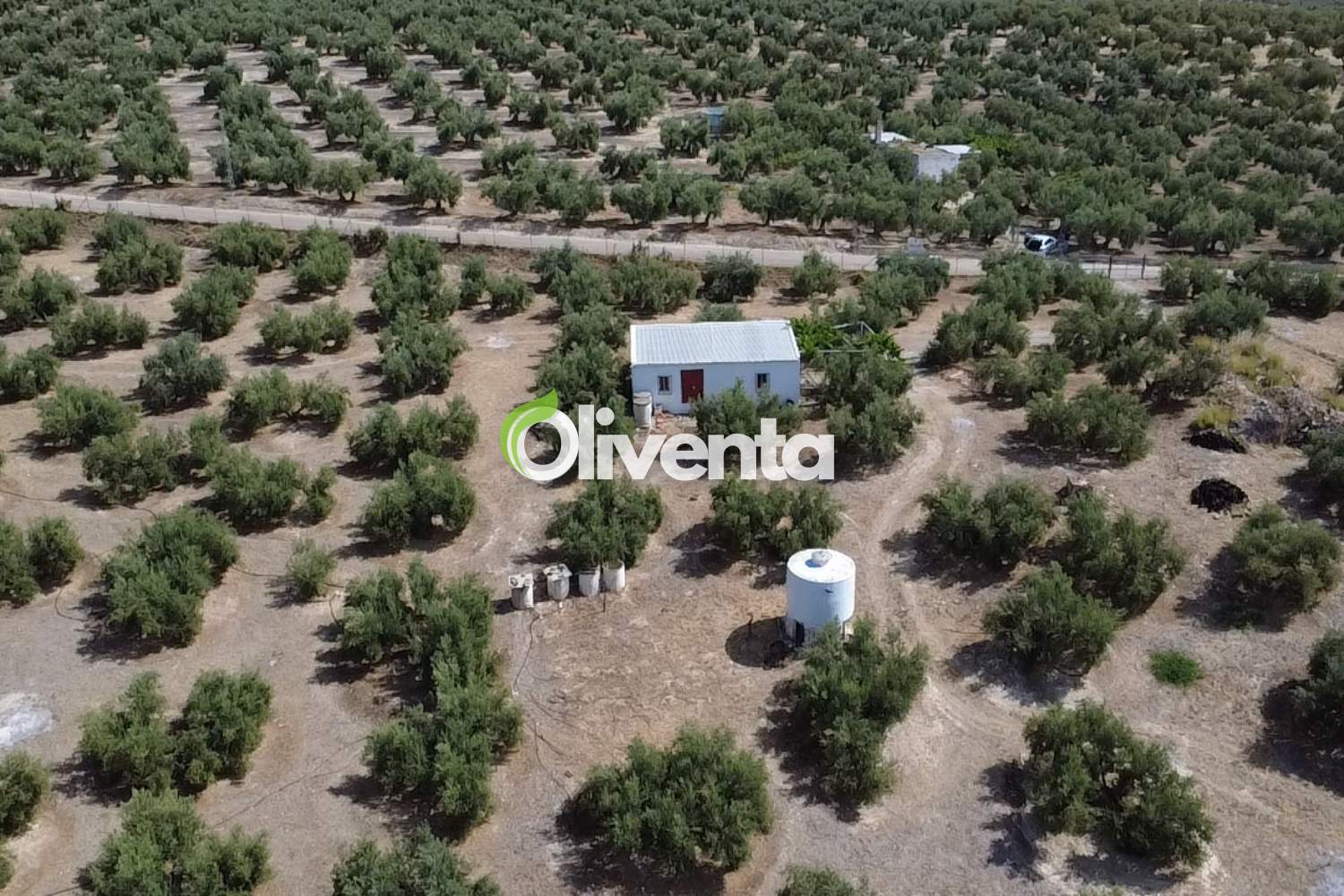 Olivar en Jaén, Puente de la sierra K3, 230 OLIVOS