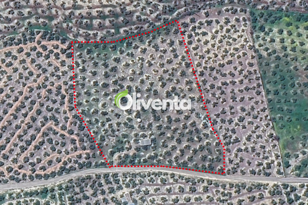 Olivar en Jaén, Puente de la sierra K3, 230 OLIVOS