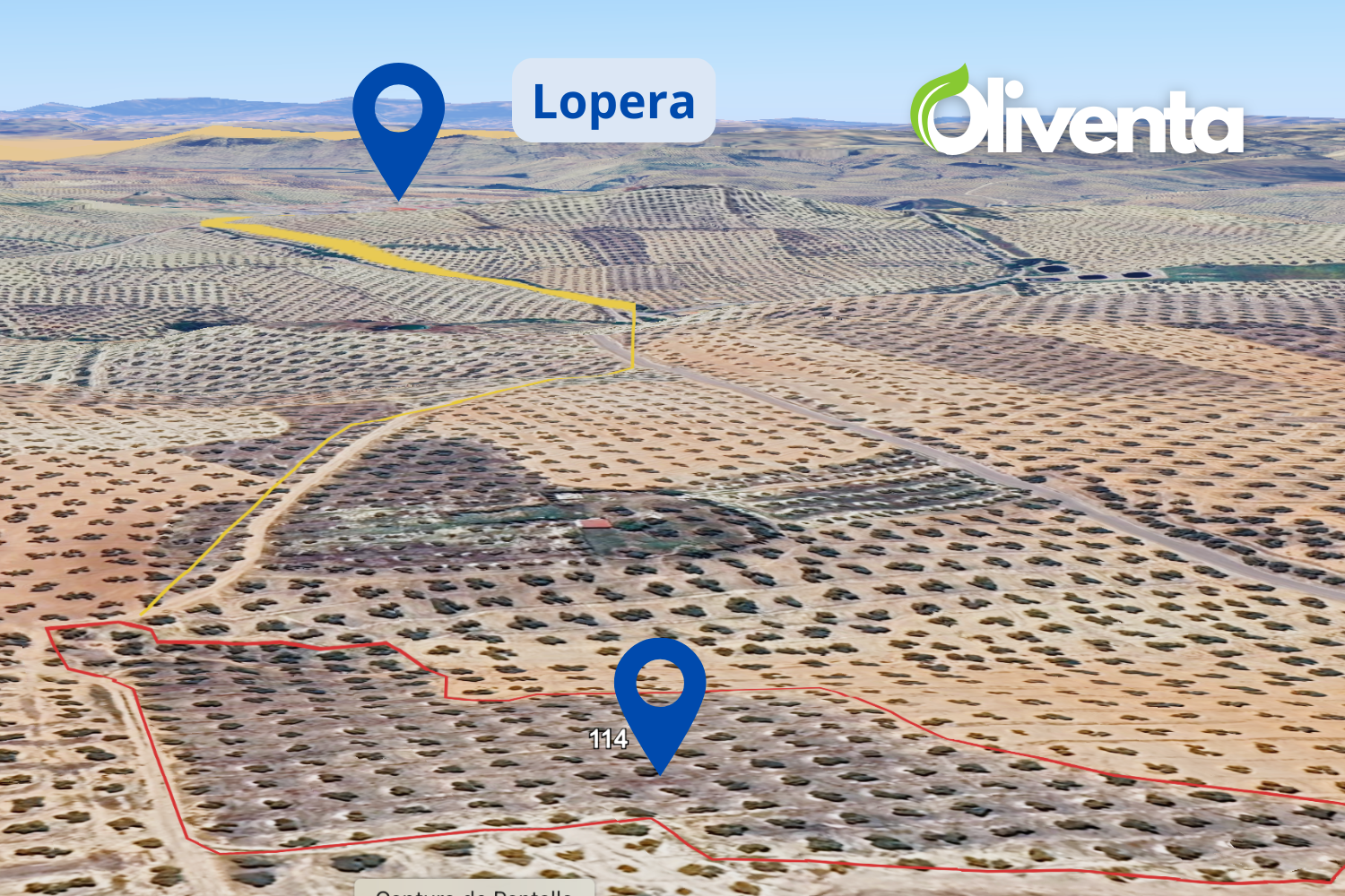 195 Olivos en Lopera, Jaén