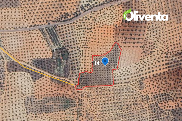 195 Olivos en Lopera, Jaén