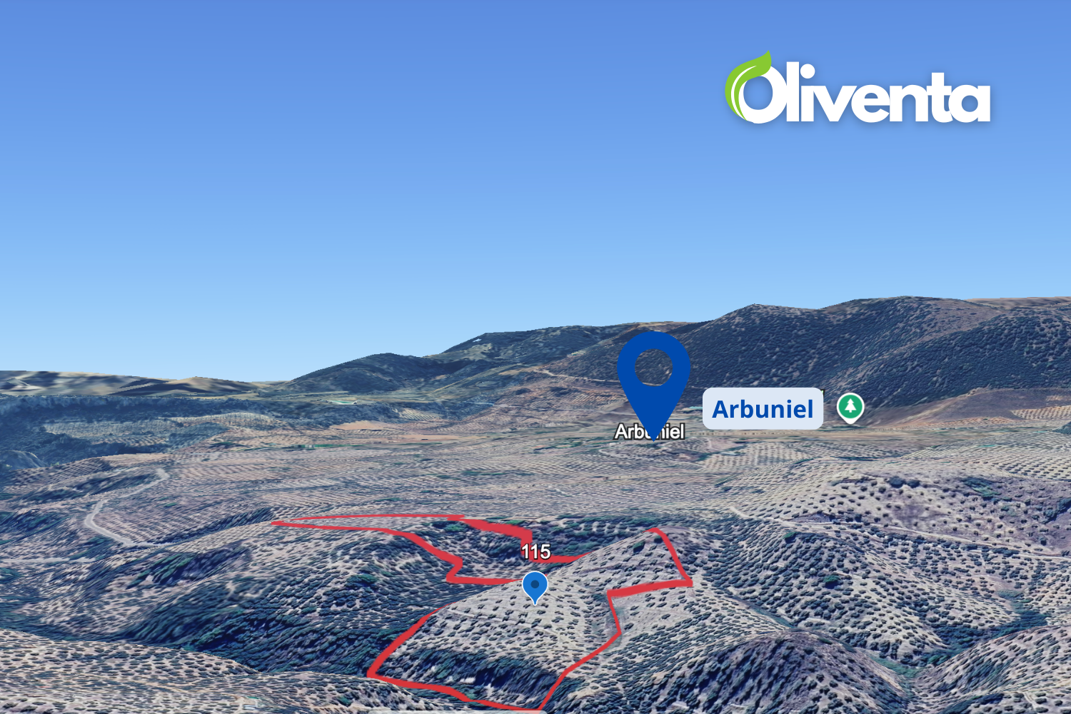 Olivar el Albuniel, Jaén. 800 Olivas de regadio
