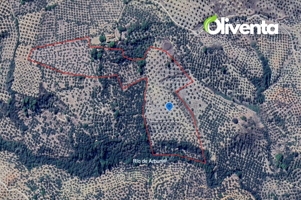 Olivar el Albuniel, Jaén. 800 Olivas de regadio
