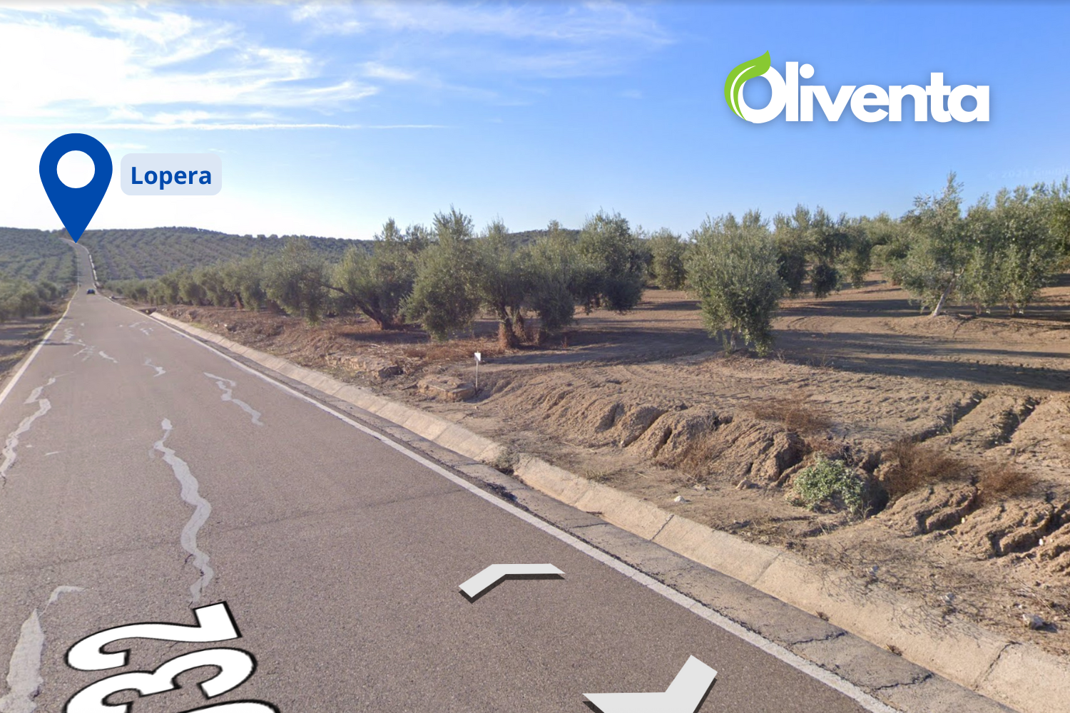 Olivar en Lopera, Jaén. 145 Olivos