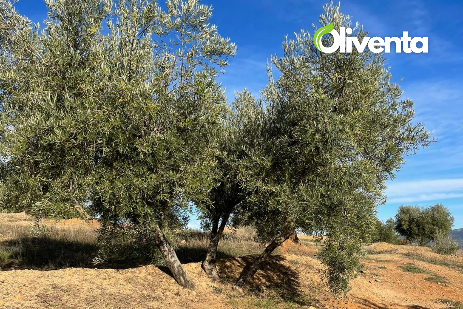 Olivar en Martos, Jaén. 750 olivos