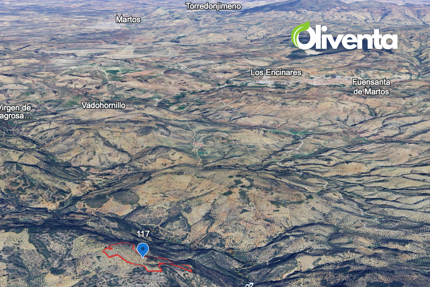 Olivar en Martos, Jaén. 750 olivos