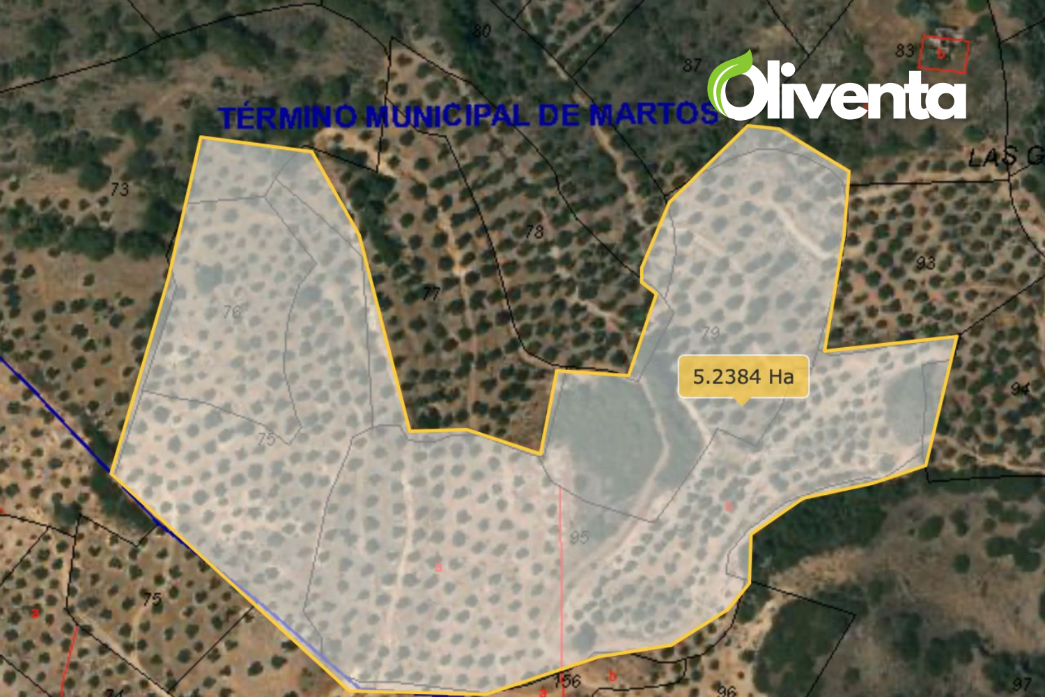 Olivar en Martos, Jaén. 750 olivos