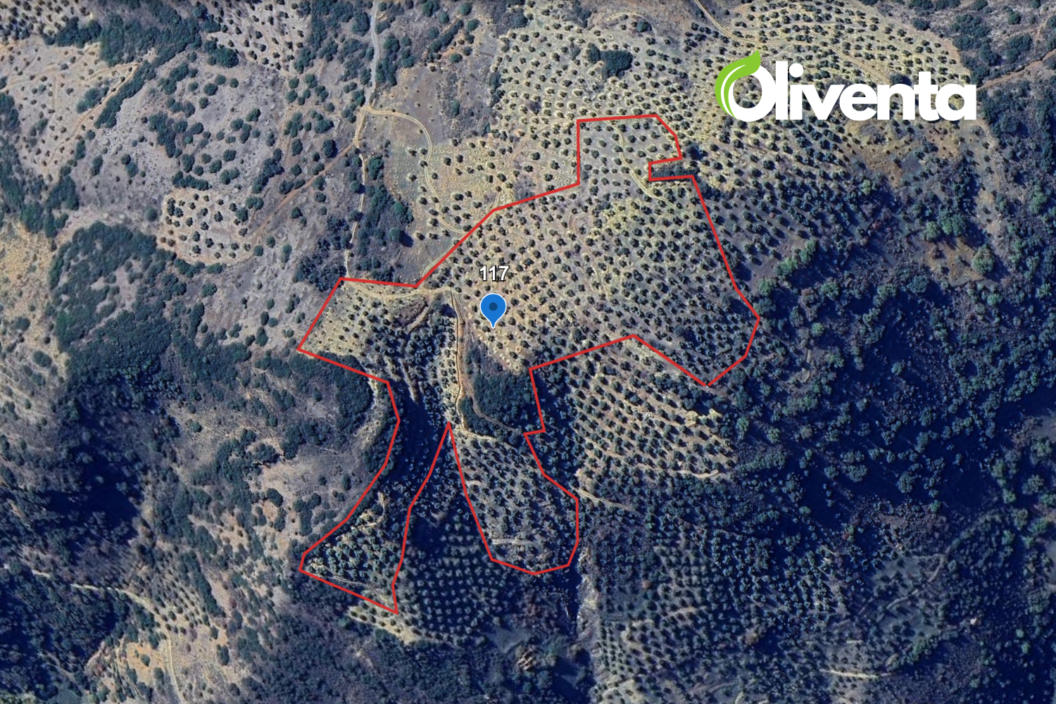 Olivar en Martos, Jaén. 750 olivos