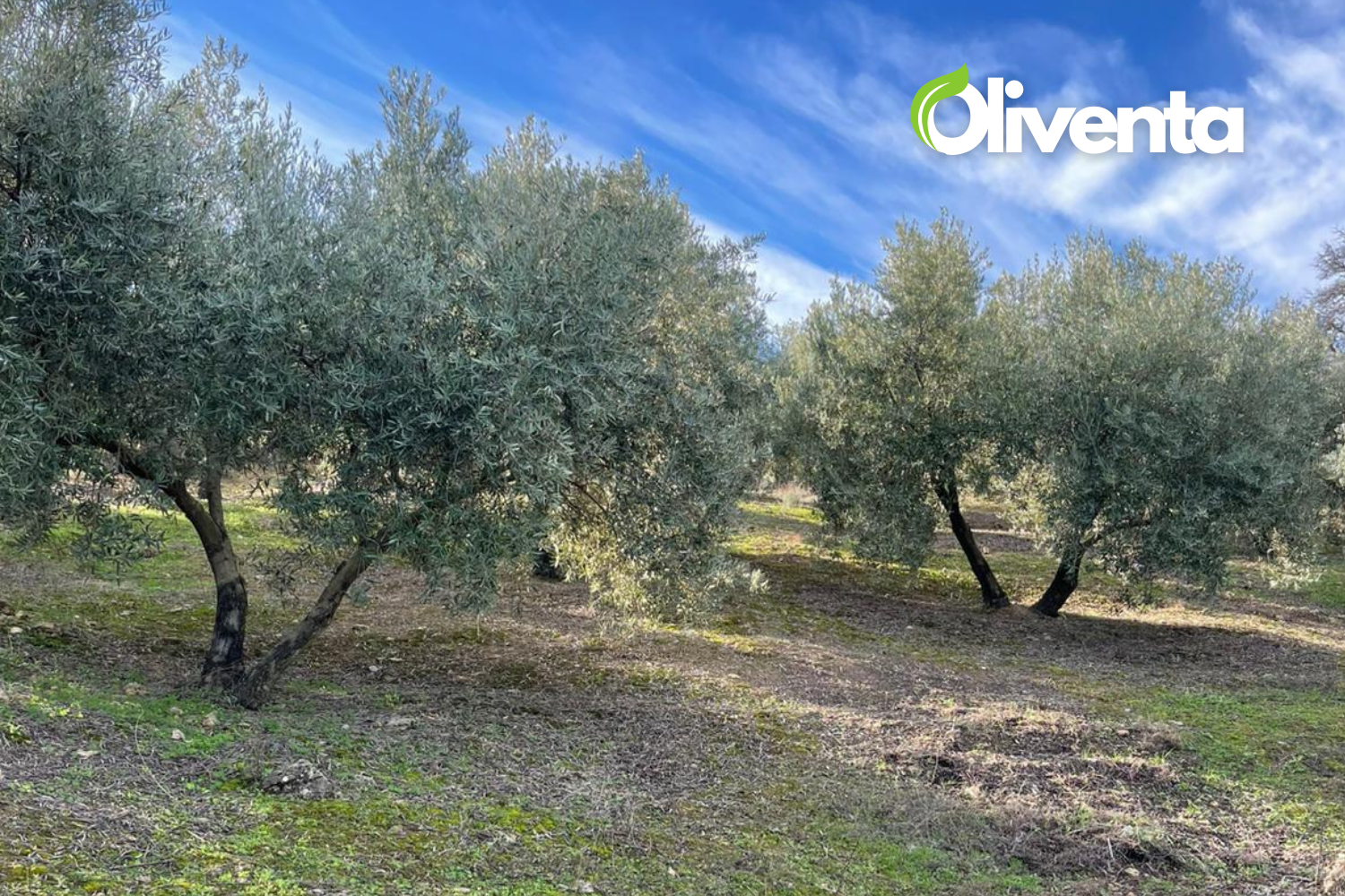 Olivar en Martos, Jaén. 750 olivos