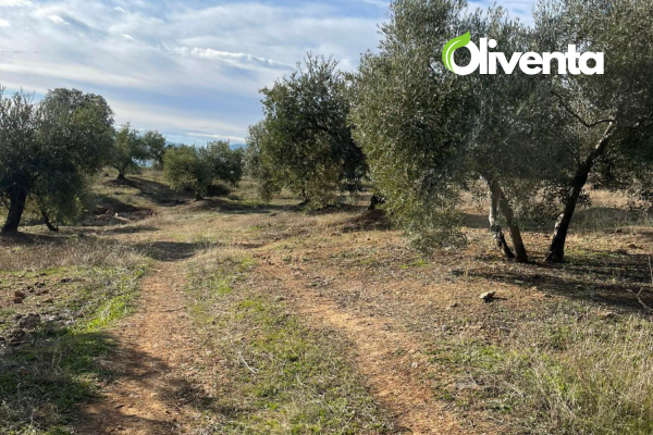 Olivar en Martos, Jaén. 750 olivos