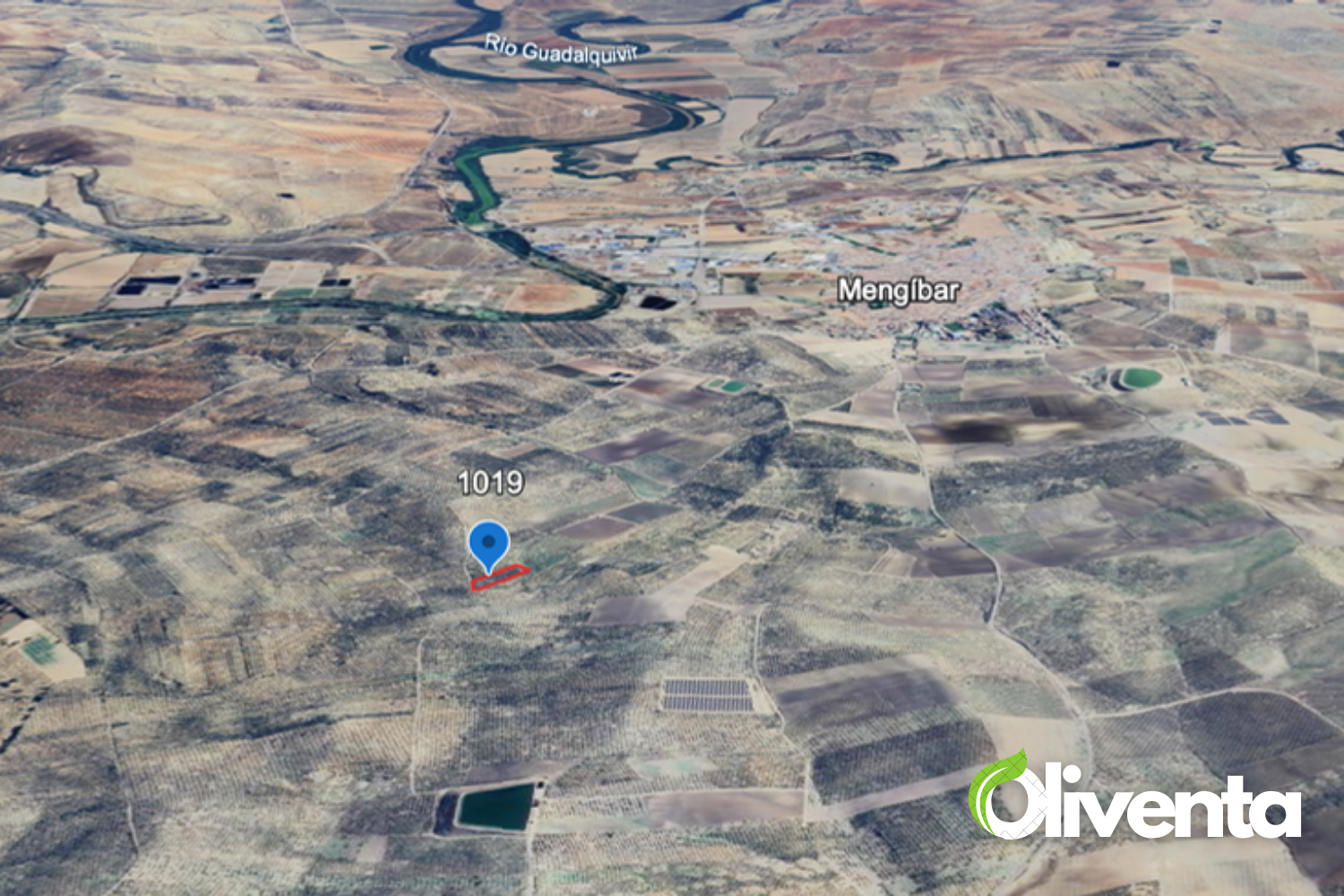 ???? Se vende olivar de regadío en Mengibar  – Jaén - 165 Olivos