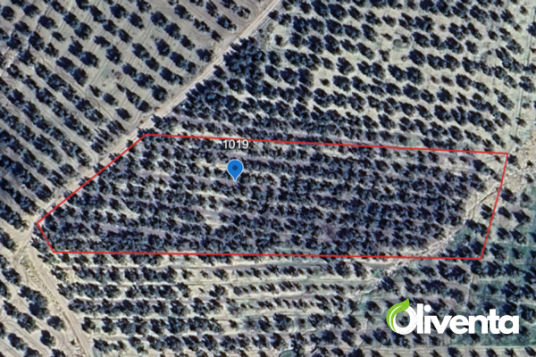 ???? Se vende olivar de regadío en Mengibar  – Jaén - 16...